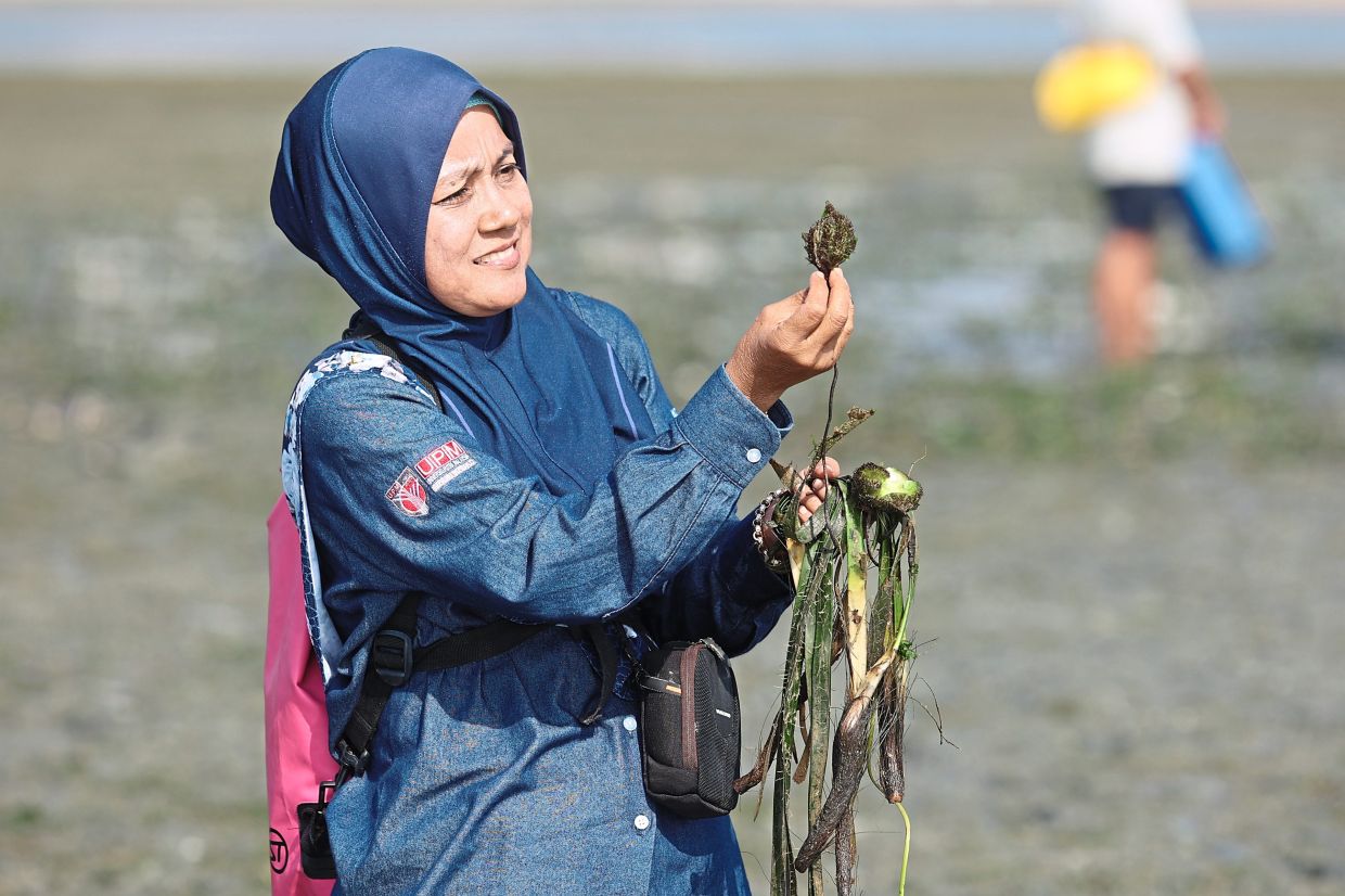 April, Merambong seagrass bed playground for marine life article by Prof. Dr. Muta Harah Zakaria in The Star News