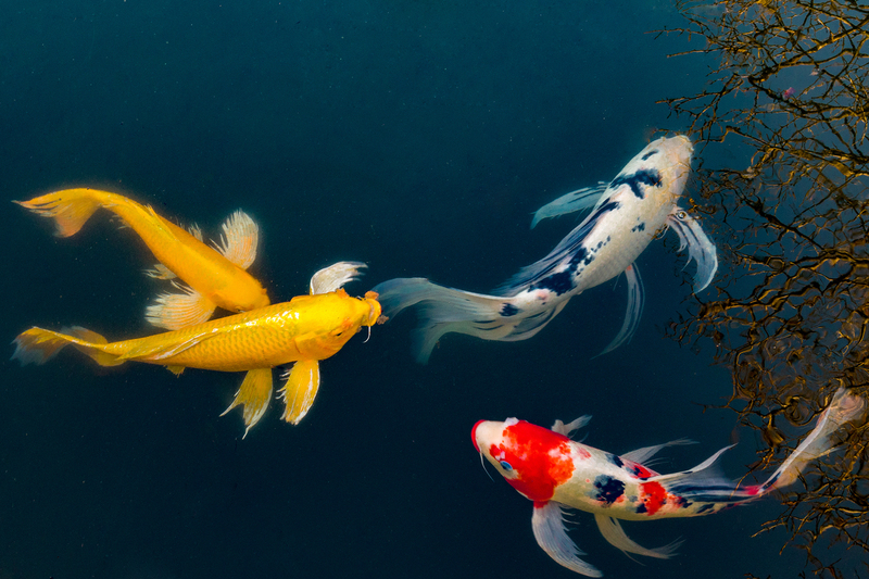 First Incidence of Koi Sleepy Disease in Austria