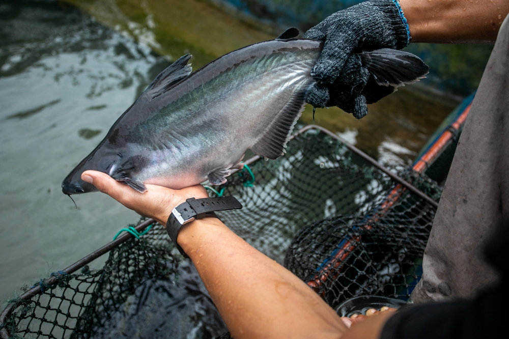 JUNE 2026 The Impact of Natural Co-Infection of Dactylogyrus spp. and Aeromonas hydrophila on Behavioural, Clinical, and Histopathological Changes of Striped Catfish (Pangasianodon hypophthalmus): A Case Study Article by: Nur Hidayahanum Hamid