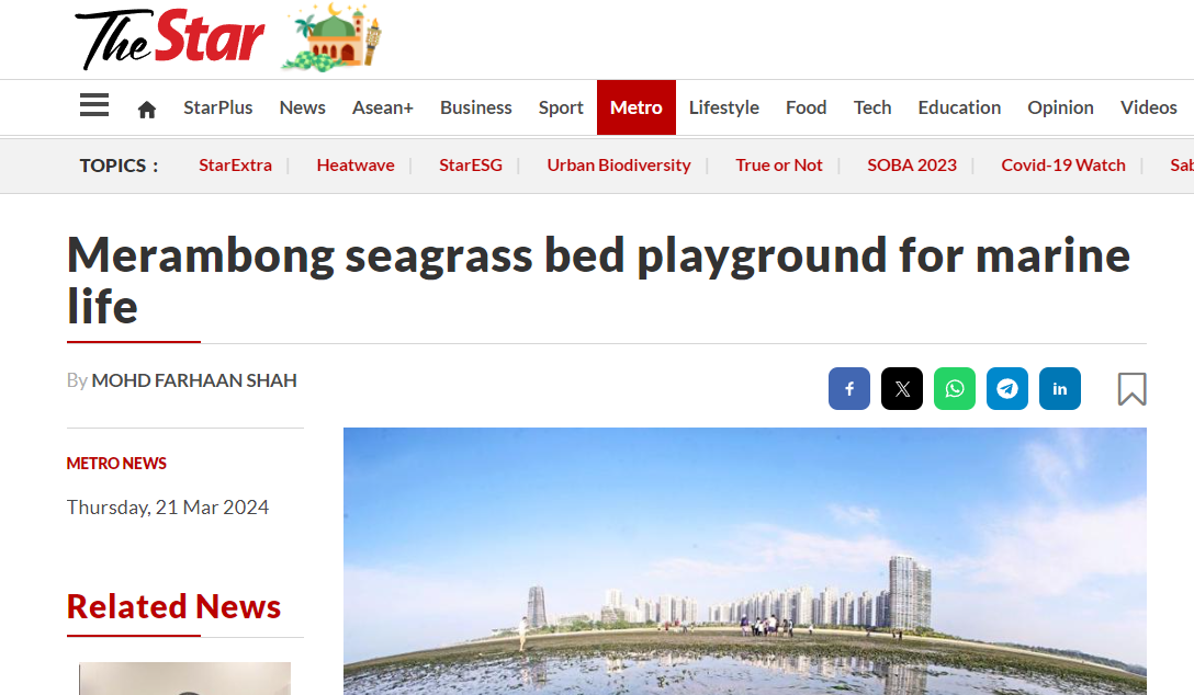 Merambong seagrass bed playground for marine life